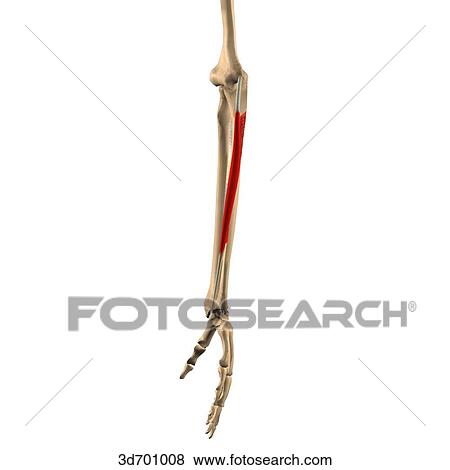 Lateral view of the forearm showing the flexor carpi ulnaris muscle and its skeletal attachments. View Large Illustration Stock Illustration - Lateral view of the forearm showing the flexor carpi ulnaris muscle and its skeletal attachments.. Fotosearch