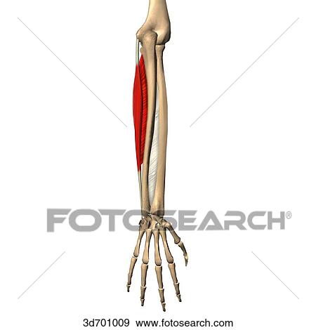Lateral view of the forearm showing the flexor carpi ulnaris muscle and its skeletal attachments. View Large Illustration Stock Illustration - Lateral view of the forearm showing the flexor carpi ulnaris muscle and its skeletal attachments.. Fotosearch