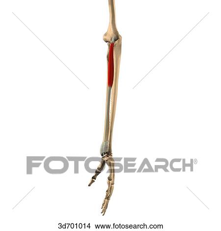 Stock Illustration - Lateral view of the forearm showing the palmaris longus muscle and its skeletal attachments.. Fotosearch