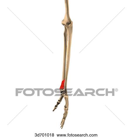 Lateral view of the forearm showing the pronator quadratus muscle and its skeletal attachments. View Large Illustration Stock Illustration - Lateral view of the forearm showing the pronator quadratus muscle and its skeletal attachments.. Fotosearch
