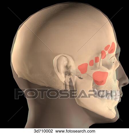 Lateral view of the frontal, sphenoidal, maxillary, and ethmoidal sinuses. View Large Illustration Drawing - Lateral view of the frontal, sphenoidal, maxillary, and ethmoidal sinuses.. Fotosearch