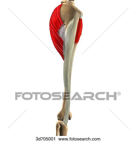 Lateral view of the gluteal region showing the gluteus maximus muscle, tensor fasciae latae muscle and their skeletal attachments. View Large Illustration Clip Art - Lateral view of the gluteal region showing the gluteus maximus muscle, tensor fasciae latae muscle and their skeletal attachments.. Fotosearch