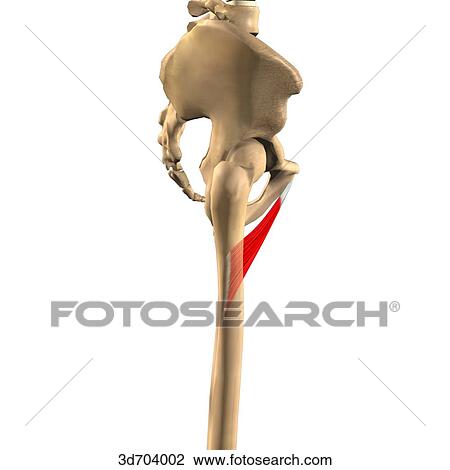 Lateral view of the thigh showing the adductor brevis muscle and its skeletal attachments. View Large Illustration Drawing - Lateral view of the thigh showing the adductor brevis muscle and its skeletal attachments.. Fotosearch