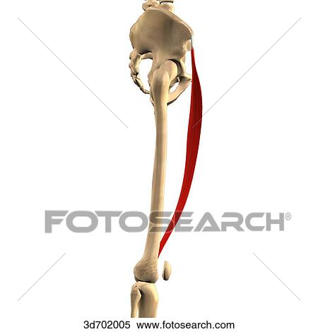 Stock Illustration - Lateral view of the thigh showing the sartorius muscle and its skeletal attachments.. Fotosearch