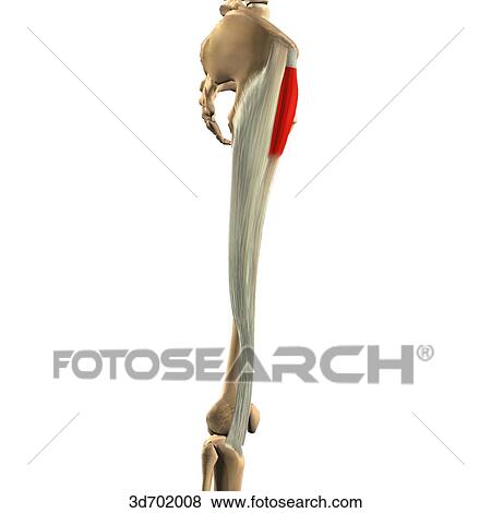 Lateral view of the thigh showing the tensor fasciae latae muscle and its skeletal attachments. View Large Illustration Stock Illustration - Lateral view of the thigh showing the tensor fasciae latae muscle and its skeletal attachments.. Fotosearch