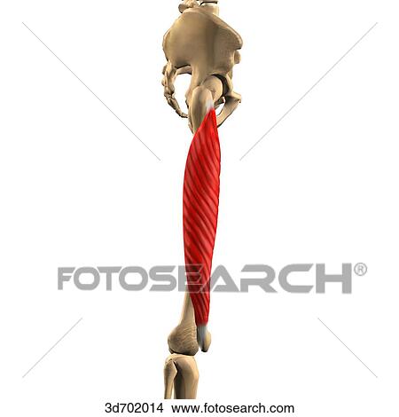 Stock Illustration - Lateral view of the thigh showing the vastus lateralis muscle and its skeletal attachments.. Fotosearch