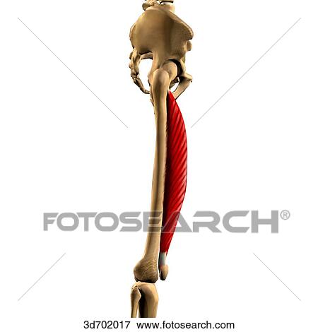 Stock Illustration - Lateral view of the thigh showing the vastus medialis muscle and its skeletal attachments.. Fotosearch