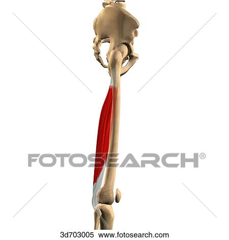 Stock Illustration - Lateral view of the thigh showing the semimembranosus muscle, semitentinosus muscle and their skeletal attachments.. Fotosearch