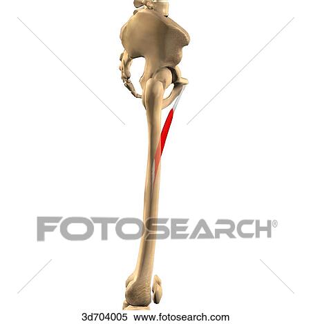 Lateral view of the thigh showing the adductor longus muscle and its skeletal attachments. View Large Illustration Stock Illustration - Lateral view of the thigh showing the adductor longus muscle and its skeletal attachments.. Fotosearch