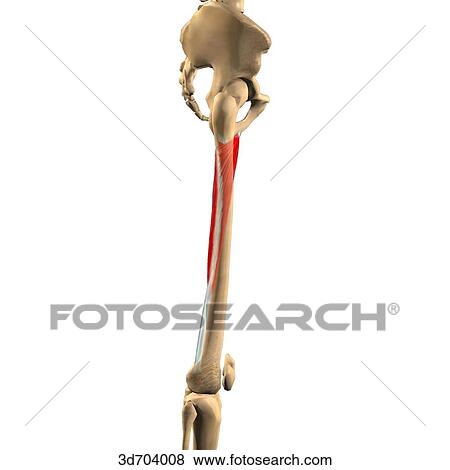 Stock Illustration - Lateral view of the thigh showing the adductor magnus muscle and its skeletal attachments.. Fotosearch