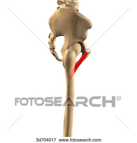 Lateral view of the thigh showing the pectineus muscle and its skeletal attachments. View Large Illustration Stock Illustration - Lateral view of the thigh showing the pectineus muscle and its skeletal attachments.. Fotosearch