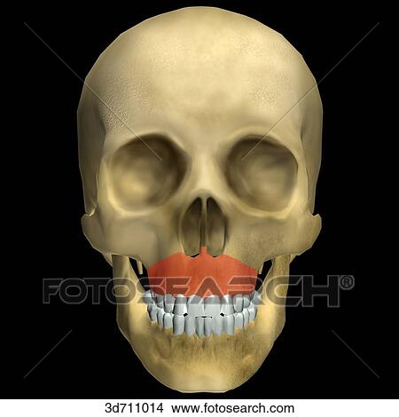Le Fort I is the horizontal fracture of the facial bones at the base of the maxillae above the apices of the teeth. View Large Illustration Stock Illustration - Le Fort I is the horizontal fracture of the facial bones at the base of the maxillae above the apices of the teeth.. Fotosearch