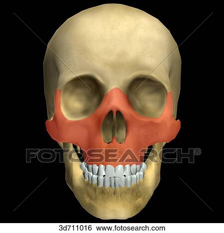 Le Fort III is a complex fracture in which the facial bones are separated from the cranial bones. View Large Illustration Stock Illustration - Le Fort III is a complex fracture in which the facial bones are separated from the cranial bones.. Fotosearch