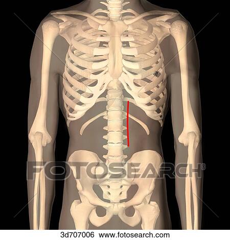 Stock Illustration - Paramedian incision. An incision lateral to the midline (median).. Fotosearch