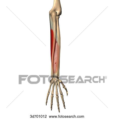 Drawing - Posterior view of the forearm showing the flexor digitorum superficialis muscle and its skeletal attachments.. Fotosearch