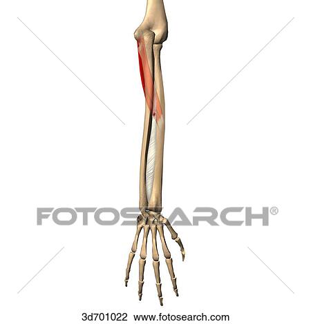 Posterior view of the forearm showing the pronator teres muscle and its skeletal attachments. View Large Illustration Drawing - Posterior view of the forearm showing the pronator teres muscle and its skeletal attachments.. Fotosearch