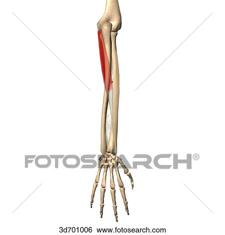 Posterior view of the forearm showing the flexor carpi radialis muscle and its skeletal attachments. View Large Illustration Stock Illustration - Posterior view of the forearm showing the flexor carpi radialis muscle and its skeletal attachments.. Fotosearch