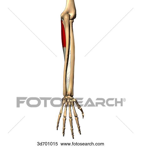 Posterior view of the forearm showing the palmaris longus muscle and its skeletal attachments. View Large Illustration Stock Illustration - Posterior view of the forearm showing the palmaris longus muscle and its skeletal attachments.. Fotosearch