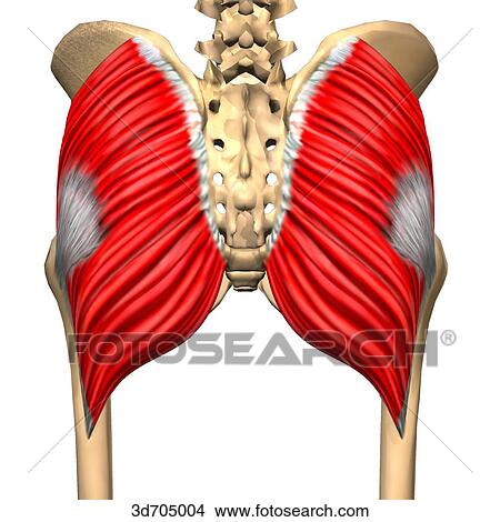 Stock Illustration - Posterior view of the gluteal region showing the gluteus maximus muscle and its skeletal attachments.. Fotosearch
