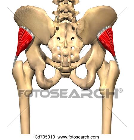 Stock Illustrations of Posterior view of the gluteal region showing the