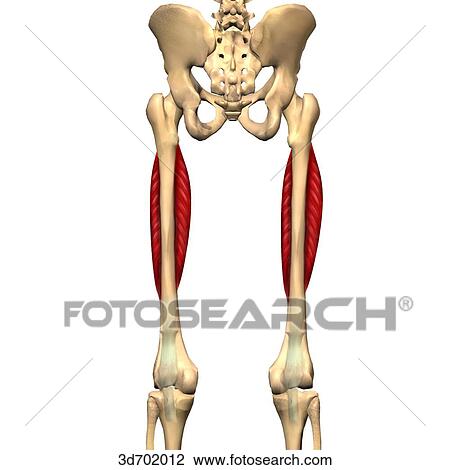 Drawing - Posterior view of the thigh showing the vastus intermedius muscle and its skeletal attachments.. Fotosearch