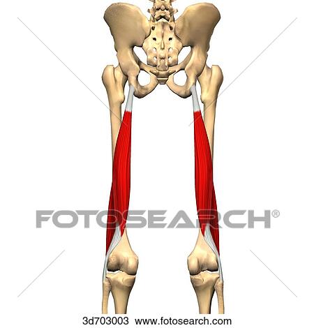 Drawing of Posterior view of the thigh showing the biceps femoris