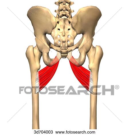 Posterior view of the thigh showing the adductor brevis muscle and its skeletal attachments. View Large Illustration Drawing - Posterior view of the thigh showing the adductor brevis muscle and its skeletal attachments.. Fotosearch