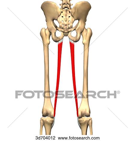 Posterior view of the thigh showing the gracilis muscle and its skeletal attachments. View Large Illustration Drawing - Posterior view of the thigh showing the gracilis muscle and its skeletal attachments.. Fotosearch
