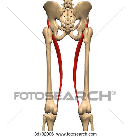 Posterior view of the thigh showing the sartorius muscle and its skeletal attachments. View Large Illustration Stock Illustration - Posterior view of the thigh showing the sartorius muscle and its skeletal attachments.. Fotosearch