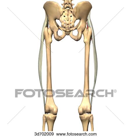 Stock Illustration - Posterior view of the thigh showing the tensor fasciae latae muscle and its skeletal attachments.. Fotosearch