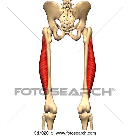 Stock Illustration - Posterior view of the thigh showing the vastus lateralis muscle and its skeletal attachments.. Fotosearch