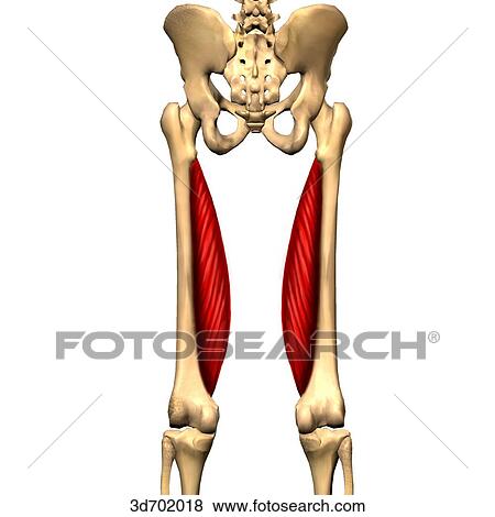 Stock Illustration - Posterior view of the thigh showing the vastus medialis muscle and its skeletal attachments.. Fotosearch