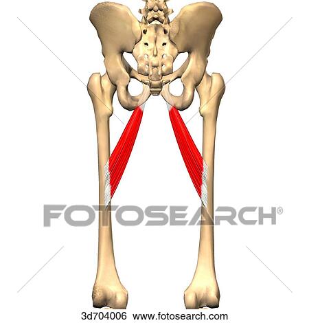 Posterior view of the thigh showing the adductor longus muscle and its skeletal attachments. View Large Illustration Stock Illustration - Posterior view of the thigh showing the adductor longus muscle and its skeletal attachments.. Fotosearch