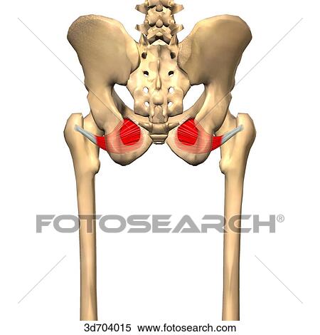 Stock Illustration - Posterior view of the thigh showing the obturator externus muscle and its skeletal attachments.. Fotosearch