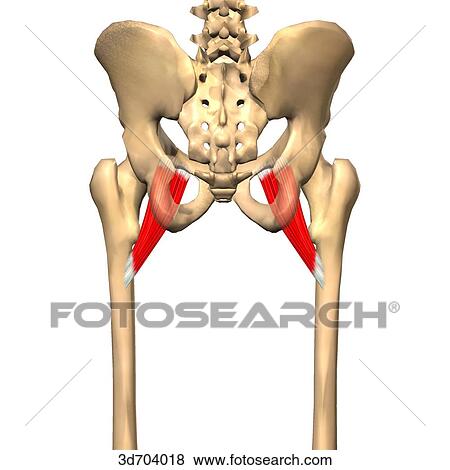 Posterior view of the thigh showing the pectineus muscle and its skeletal attachments. View Large Illustration Stock Illustration - Posterior view of the thigh showing the pectineus muscle and its skeletal attachments.. Fotosearch