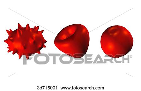 Clip Art - Red blood cells of irregular shape: echinocyte (left), stomatocyte (middle), spherocyte (right).. Fotosearch