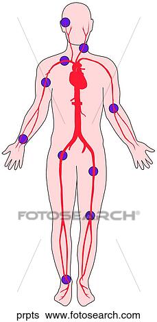 Pressure Points View Large Illustration Stock Illustration - Pressure Points. Fotosearch