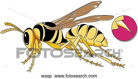 スズメバチ イラスト Wasp Fotosearch