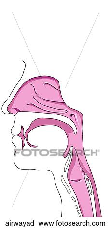 Clip Art - Adult Airway. Fotosearch