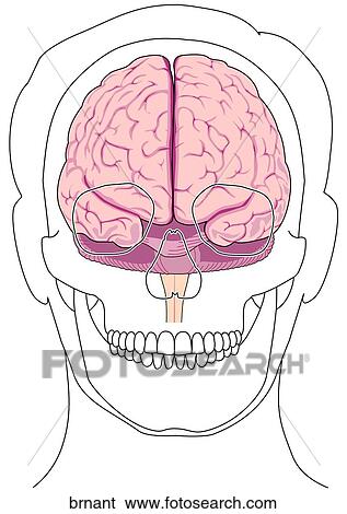 Stock Illustration - Anterior Brain and Skull. Fotosearch