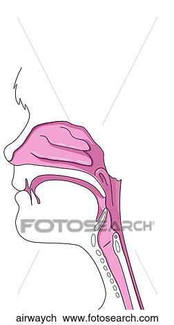 Drawing - Child Airway. Fotosearch