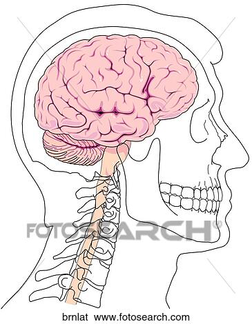Lateral Brain and Skull View Large Illustration Stock Illustration - Lateral Brain and Skull. Fotosearch