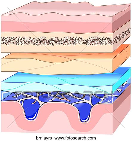 Layers Over Brain View Large Illustration Stock Illustration - Layers Over Brain. Fotosearch