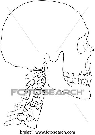 Clip Art - . Fotosearch