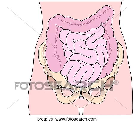 Organs Protected by Pelvis View Large Illustration Stock Illustration - Organs Protected by Pelvis. Fotosearch