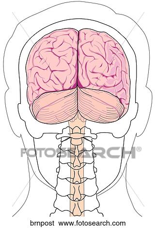 Posterior Brain and Skull View Large Illustration Stock Illustration - Posterior Brain and Skull. Fotosearch