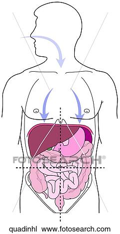 Drawing - Quadrants-During Inhalation. Fotosearch