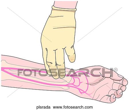 Radial Pulse in Adult View Large Illustration Clipart - Radial Pulse in Adult. Fotosearch