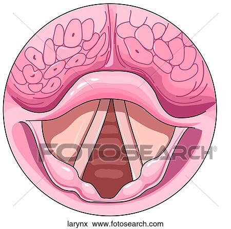 View of Larynx View Large Illustration Stock Illustration - View of Larynx. Fotosearch