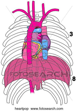 Posterior Position of Heart View Large Illustration Stock Illustration - Posterior Position of Heart. Fotosearch